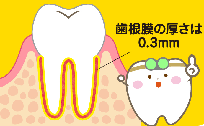 歯根膜の厚さは0.3mm